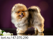 Portrait of a fluffy sable Pomeranian puppy standing on a mirror table with reflection on a purple background. Стоковое фото, фотограф Евгения Глинская / Фотобанк Лори