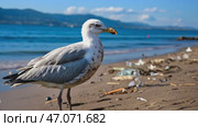 Sea gull on the coast polluted by plastic debris. Стоковое AI-видео, аниматор Ирина Старикова / Фотобанк Лори