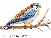 A beautiful bird, similar to a kestrel, sitting on a dry branch. The painting is done in watercolor technique with high plumage detail. The bird's coloring combines shades of orange, blue, black and white, creating a harmonious and natural look. The background is light, which gives the illustration airiness and lightness. The bird's gaze is focused, its beak is sharp, and its claws confidently grasp the branch. Стоковое AI-изображение, AI-художник Анна Кривицкая / Фотобанк Лори