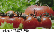 Freshly picked Tomatoes along with Crisp and Refreshing Lettuce beautifully on Display. Стоковое видео, видеограф Владимир Ковальчук / Фотобанк Лори