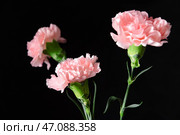 Красивые цветы гвоздики на темном фоне. Стоковое фото, фотограф Pixel_shot / Фотобанк Лори