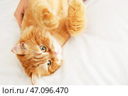 Владелец дома играет с милой персидской кошкой. Стоковое фото, фотограф Pixel_shot / Фотобанк Лори