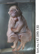 April 1, 2023. Belarus, Minsk. Exhibition of anatomical exhibits. Piglet with six legs. Exhibits of the Museum of Anthropology and Ethnography. Embryos in banks. Siamese twins. Редакционное фото, фотограф Лазаренко Светлана / Фотобанк Лори