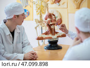 Students of the medical university examine the model of the anatomy of the human head. (2022 год). Редакционное фото, фотограф Лазаренко Светлана / Фотобанк Лори