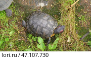 Red eared turtles swim in the pond and crawl by the water. Group of turtles Trachemys scripta in a pond. Стоковое видео, видеограф Мария Паина / Фотобанк Лори