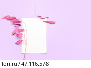 Заглушка и красивые сухоцветы на сиреневом фоне. Стоковое фото, фотограф Pixel_shot / Фотобанк Лори