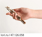 Женщина с ивовыми ветками на белом фоне. Стоковое фото, фотограф Pixel_shot / Фотобанк Лори