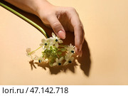 Женская рука и красивые цветы на бежевом фоне, крупным планом. Стоковое фото, фотограф Pixel_shot / Фотобанк Лори