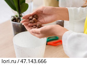Молодая женщина с садовым керамзитом дома, крупным планом. Стоковое фото, фотограф Pixel_shot / Фотобанк Лори