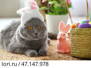 Милый шотландский вислоухий кот в кроличьих ушках с пасхальными яйцами и кроликом дома. Стоковое фото, фотограф Pixel_shot / Фотобанк Лори