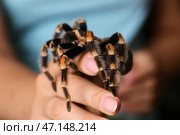 Женщина со страшным пауком-птицеедом, крупным планом. Стоковое фото, фотограф Pixel_shot / Фотобанк Лори