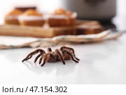 Страшный паук-птицеед на столе на кухне, крупным планом. Стоковое фото, фотограф Pixel_shot / Фотобанк Лори