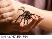 Женщина со страшным пауком-птицеедом, крупным планом. Стоковое фото, фотограф Pixel_shot / Фотобанк Лори