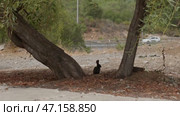 A dark rabbit hides between trees on the roadside, symbolizing the issue of animal disappearance due to excessive construction. Стоковое видео, видеограф PAv / Фотобанк Лори
