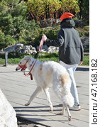 The Russian Borzoi is breed of hunting dog, classified by the FCI as belonging to Group 10 Sighthounds. Стоковое фото, фотограф Володина Ольга / Фотобанк Лори