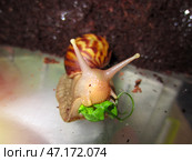 Домашняя большая улитка ахатина или Achatina Fulica ест лист зеленого салата. Стоковое фото, фотограф Евгения Золкина / Фотобанк Лори
