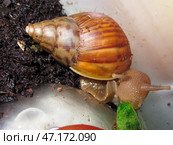 Домашняя большая улитка ахатина или Achatina Fulica ест зеленый огурец. Стоковое фото, фотограф Евгения Золкина / Фотобанк Лори