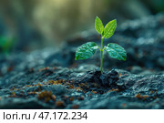 Artistic macro photography of a young green sprout breaking through dark, damp soil or rocky surface. The small but tenacious seedling with four fresh leaves symbolizes the power of life, sustainability and hope. Its surface is covered with dew drops, which adds a sense of freshness. The background is softly blurred, creating the effect of depth, and the warm light in the upper corner of the image hints at the sun's rays and the energy of growth. Стоковое AI-изображение, AI-художник Анна Кривицкая / Фотобанк Лори