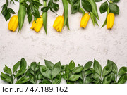 Композиция с желтыми цветами тюльпана и ветвями растений на светлом фоне. Здравствуй весна. Стоковое фото, фотограф Pixel_shot / Фотобанк Лори