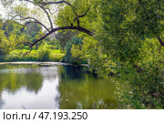 Tranquil landscape depicting peaceful river with lush greenery and trees reflecting in water. Overhanging branches in form of an arch frame scene. Стоковое фото, фотограф Алла Чесноковва / Фотобанк Лори