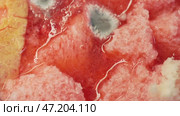 White mold on red raspberry. Стоковое видео, видеограф Потийко Сергей / Фотобанк Лори