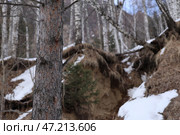 Сосна на горном склоне на фоне леса и корней. Стоковое фото, фотограф Евгений Митрофанов / Фотобанк Лори