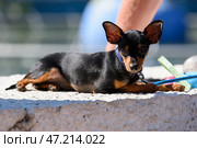 A Prague Ratter dog breed lies on the parapet illuminated by the sun. Стоковое фото, фотограф Екатерина Лызлова / Фотобанк Лори