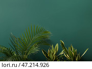 Пальмы и змеиные растения возле зеленой стены. Стоковое фото, фотограф Pixel_shot / Фотобанк Лори
