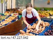 Positive woman seller of fruit and vegetable store work near showcase with garden-stuff, sorting yam. Стоковое фото, фотограф Яков Филимонов / Фотобанк Лори