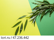 Свежие зеленые листья на цветном фоне. Стоковое фото, фотограф Pixel_shot / Фотобанк Лори