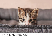 Милый маленький котенок в постели любимчика. Стоковое фото, фотограф Pixel_shot / Фотобанк Лори