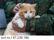 Бело-рыжий кот на руках хозяина. Стоковое фото, фотограф Дмитрий Ягодкин / ТАСС / Фотобанк Лори
