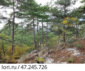 Фрагмент смешанного леса в крымских горах. Сосна крымская и разнообразные мелколистные породы деревьев. Редакционное фото, фотограф Татьяна Т / Фотобанк Лори