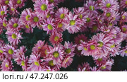 Pinck chrysanthemum bushes in the autumn garden. Vertical video. Стоковое видео, видеограф Ефанова Екатерина / Фотобанк Лори