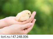 Женщина с милой цыпочкой на улице. Стоковое фото, фотограф Pixel_shot / Фотобанк Лори