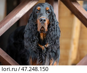 Portrait of an adult Scottish setter - Gordon standing between the railing of the terrace. Стоковое фото, фотограф Евгения Глинская / Фотобанк Лори