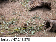 Милый суслик в зоологическом саду. Стоковое фото, фотограф Pixel_shot / Фотобанк Лори