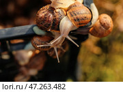 Ящик с улитками на ферме. Стоковое фото, фотограф Pixel_shot / Фотобанк Лори