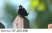 Admiral butterfly sitting in the summer. Стоковое видео, видеограф Алексей Сергеев / Фотобанк Лори