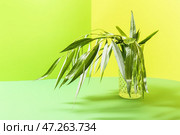 Свежие зеленые листья в стекле на цветном фоне. Стоковое фото, фотограф Pixel_shot / Фотобанк Лори