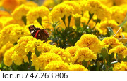 Admiral butterfly sitting on a yellow flower. Стоковое видео, видеограф Алексей Сергеев / Фотобанк Лори
