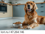 The big dog sits on the floor in the bright kitchen near the bowl of dry food. Большой пес сидит на полу в светлой кухне рядом с миской сухого корма. Стоковое AI-изображение, AI-художник Katsiaryna Repich / Фотобанк Лори
