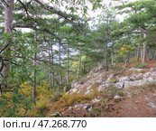 Фрагмент смешанного леса в крымских горах. Сосна крымская и разнообразные мелколистные породы деревьев. Редакционное фото, фотограф Татьяна Т / Фотобанк Лори