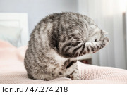 Милый забавный котик моется дома. Стоковое фото, фотограф Pixel_shot / Фотобанк Лори