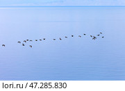 Baikal Lake in spring. A flock of wild cormorants flies over blue water. Migratory waterfowl return to shores of Olkhon Island after wintering in  south. Animals in their natural habitat. Spring seascape. Стоковое фото, фотограф Виктория Катьянова / Фотобанк Лори