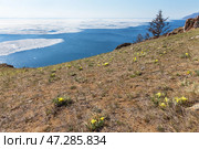 Beautiful spring landscape of Baikal Lake with melting ice floes on blue water and blooming wild yellow irises on rocky shore of Olkhon Island in sunny May day. Natural background. Spring travels and outdoors. Стоковое фото, фотограф Виктория Катьянова / Фотобанк Лори