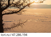 Early spring on Baikal Lake. View from rocky coast of Olkhon Island  to beginning of ice destruction on Small Sea. Beautiful landscape with larch tree at sunset. Natural background, empty space for text. Стоковое фото, фотограф Виктория Катьянова / Фотобанк Лори