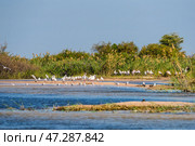 Большая стая африканских клювачей (Mycteria ibis) на берегу реки Замбези (2014 год). Стоковое фото, фотограф Анна Ефимова / Фотобанк Лори