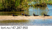 Стая африканских водорезов (Rynchops flavirostris) в естественной среде обитания на береку реки Замбези (2014 год). Стоковое фото, фотограф Анна Ефимова / Фотобанк Лори