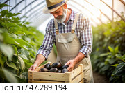 Agricultural industry. A wooden box with eggplants in the hands of a male farmer. The gardener harvests a rich harvest in the greenhouse. Стоковое AI-изображение, AI-художник Photojuli / Фотобанк Лори